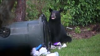 DIY solutions to keep bears out of trash bins creates problem in Golden Gate Estates