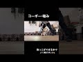 噛み・抱っこができるまで #ドッグトレーニング