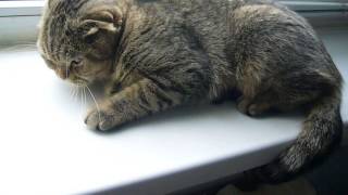 Шотландская вислоухая кошечка Машенька Шотландская вислоухая кошечка Машенька