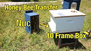Transferring Honey Bees from a Nucleus Hive to a Ten Frame Box