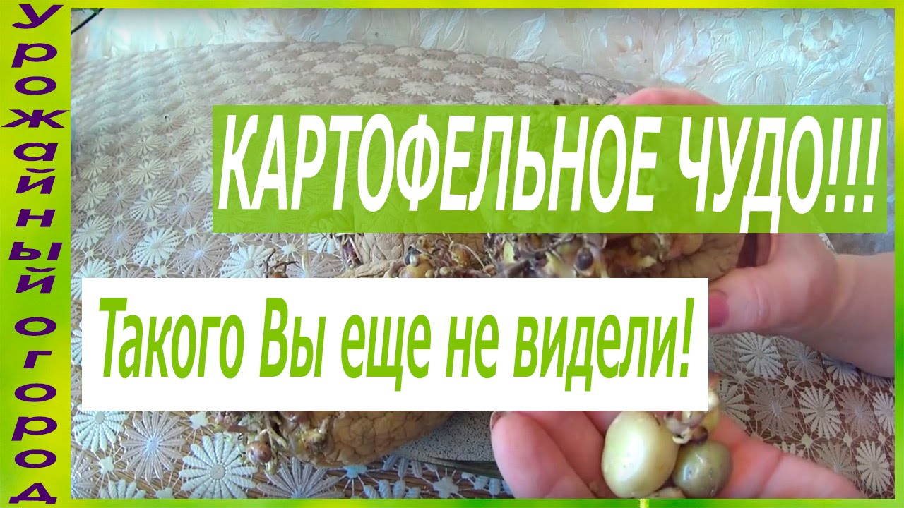 КАРТОФЕЛЬНОЕ ЧУДО!!!