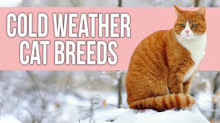 10 Best Cold Weather Cat Breeds screenshot 1
