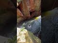 JUMP!  Canyoning in Paraguay at Expedicion Guarani