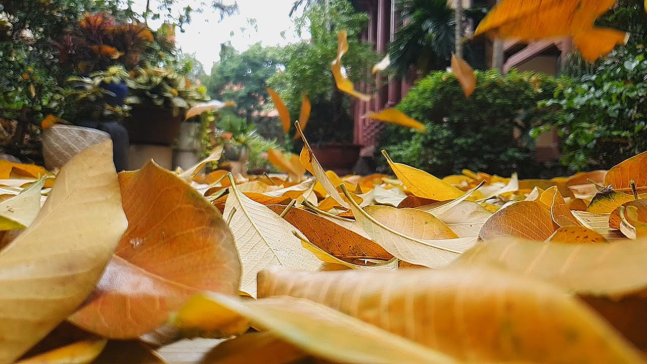 BÀI HỌC TỪ CÂY SALA VỚI NHỮNG CHIẾC LÁ VÀNG LÌA CÀNH... - youtube