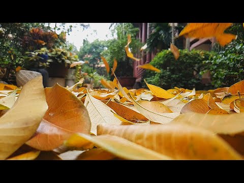 Video BÀI HỌC TỪ CÂY SALA VỚI NHỮNG CHIẾC LÁ VÀNG LÌA CÀNH... - youtube