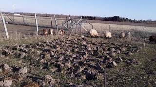 Sheeps role in small farms (shadow flicker in video is caused by a commercial windmill's blades )