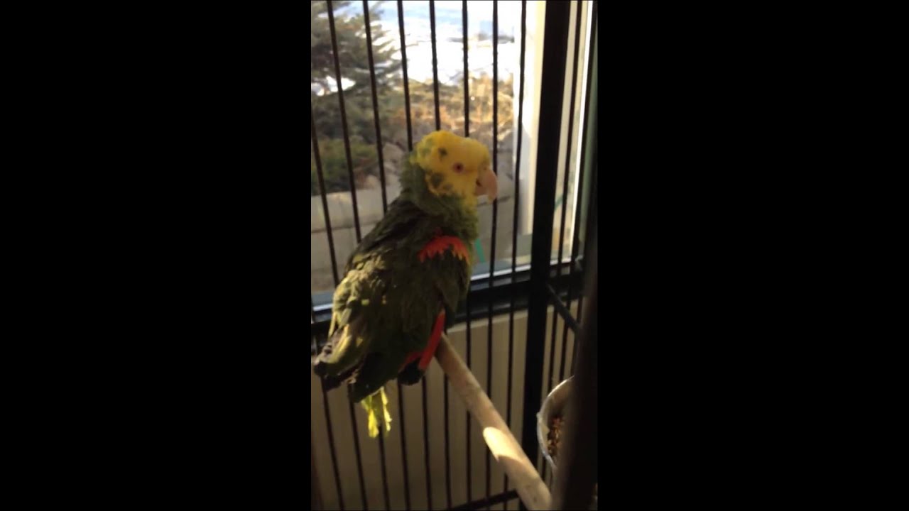 camera iphone 8 plus apk ✨57✨TALKING PARROT👍 ALIEN!👽