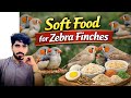 How to Make Soft Food for Zebra Finches  Secret Soft Food for Zebra Finches Finches Breeding Farmula
