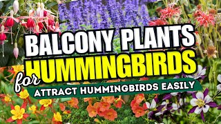ATTRACT HUMMINGBIRDS EASILY! 5 MustHave Balcony Plants to Lure These Tiny Beauties!