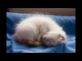 Turkish Van Cats lullaby の動画、YouTube動画。