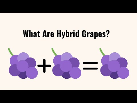ვიდეო: მონარქი ყურძენი - ერთ-ერთი უგემრიელესი თანამედროვე ჰიბრიდი