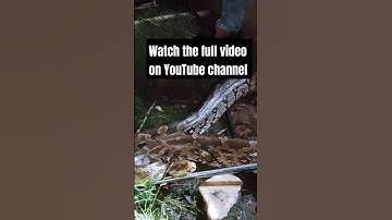 python rescue udaipur 💥🐍😮🫡#python #pythonrescue #snake #rescuevideos #youtubeshorts #shorts