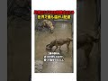 優しい先住犬の行動に感動新入り保護犬への温かい配慮 #保護犬 #犬のいる生活 #感動 #優しい世界 #動物愛護 #犬の気持ち #思いやり #犬の動画 #ペット #保護犬シェルター
