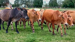 Suara sapi lembu berkeliaran di ladang memanggil kawan untuk pulang ke kandang - Bunyi Lembu di desa