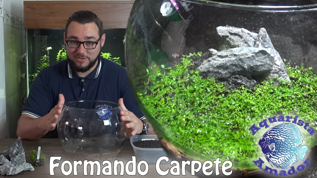 Montando CARPETE SEM ÁGUA – Nano Plantado Bola ep. 2