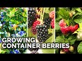 How to Grow Raspberries, Blueberries, and Blackberries in Containers