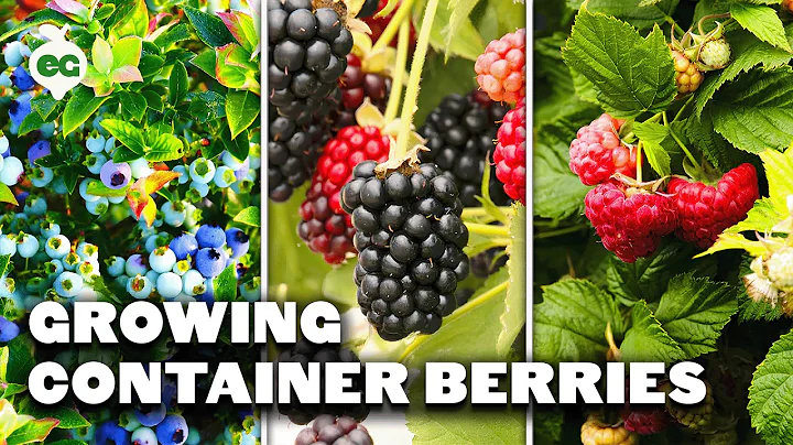 How to Grow Raspberries, Blueberries, and Blackberries in Containers