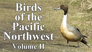 Birds of the Pacific Northwest | Volume II