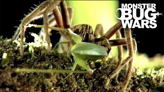 Black Tailed Scorpion vs  Red Thighed Wandering Spider | MONSTER BUG WARS
