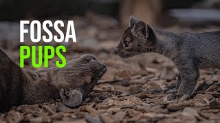 Chester Zoo FIRST: Rare Fossa Triplets Born