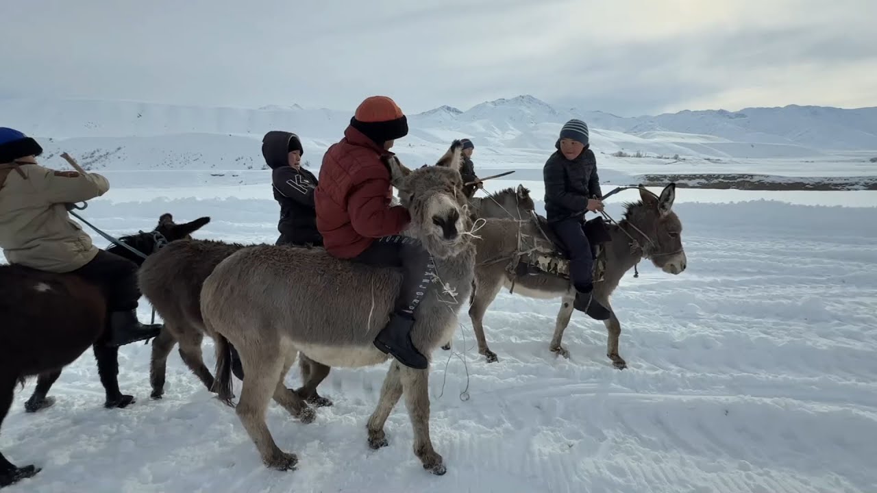 Эшек үстүндөгү улак тартыш