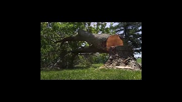 Maple Tree Smash!!  #treework #treefelling #treeworker