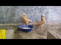 Muski pigeon Top quality breeding pair