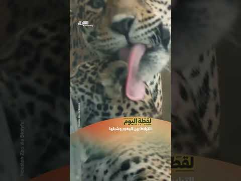 الترابط بين اليغور وشبلها
