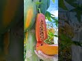 Enjoy the process of cutting fruit then eating 🥭🍓🍉🍈🍊🍇🍎#shorts #nature #fruit