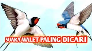 SUARA WALET BETINA MINTA KAWIN