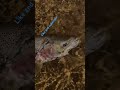 Gorgeous Rainbow Trout #subscribe #like #youtubeshorts #shorts #tiktok #ytshorts #youtuber #love