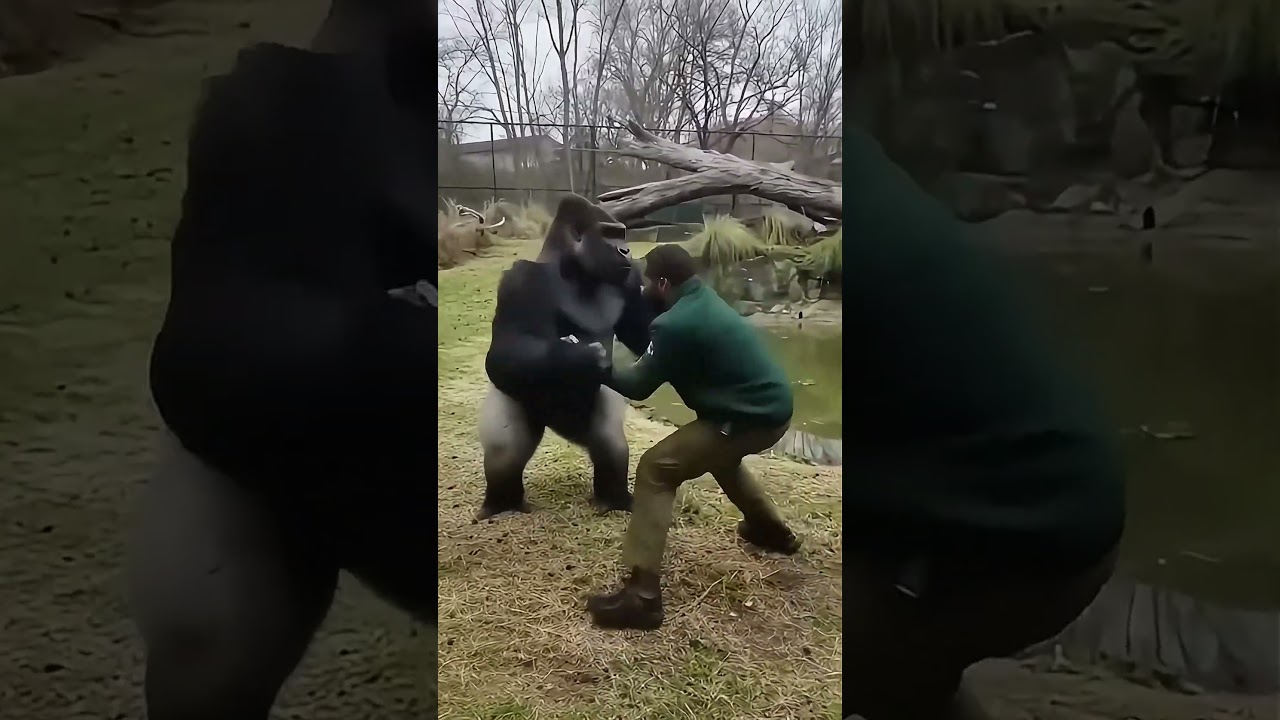 Gorilla vs. Man | Gorilla fighting a zookeeper  