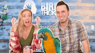 7 Habits of Effective Parrot Owners