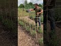 Growing tomatoes