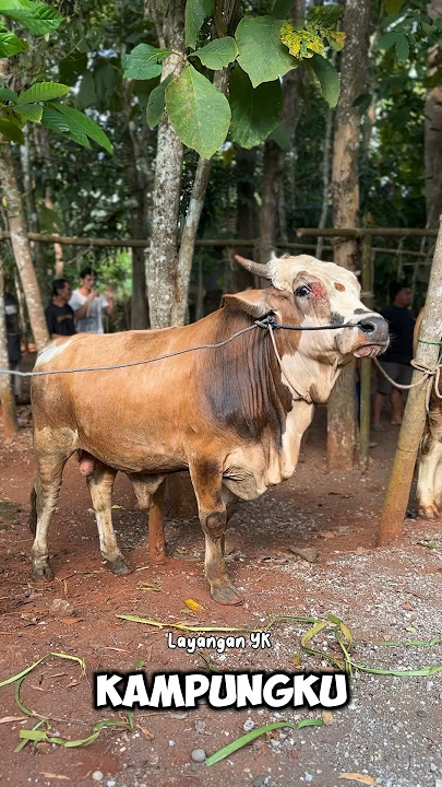 Sapi Kambing Hewan Qurban Idul Adha #iduladha #sapi