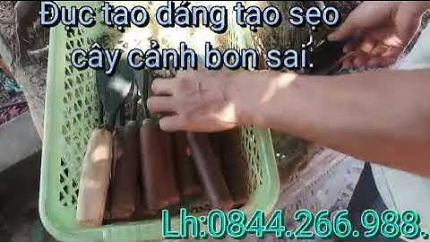 Test bộ đục 10 cây đục cây cảnh bon sai sắc bén và keo liền sẹo trên thân cây xanh lam điền.
