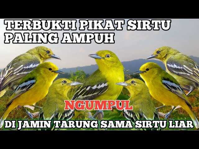 Mp3 Pikat sirtu / cipoh paling ampuh 2024 suara jernih bikin burung ngumpul |anti gagal class=