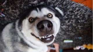 Funny Alaska Malamute And Husky Talking And Howling Videos Compilation | Laugh TV