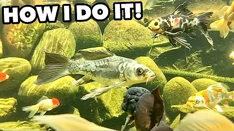 HOW TO KEEP OUTDOOR POND CRYSTAL CLEAR!