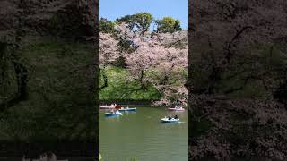 Chidorigafuchi Park in Tokyo during cherry blossom season