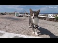 Aegean Cat Trip, Day 11-Mykonos/エーゲ海の猫の旅,11日目-ミコノス島(1)