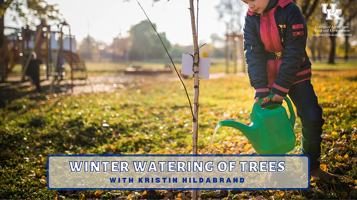 Winter Watering of Trees