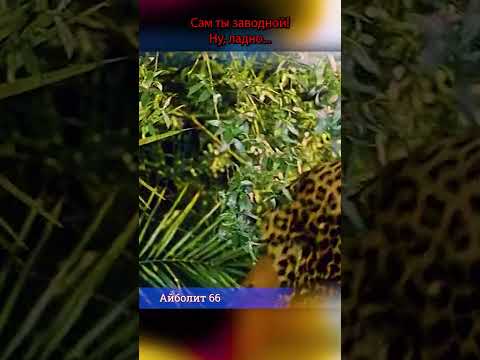🎞Всё случится завтра.. Айболит 66. #shorts