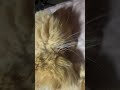 Mila purring#cat #persian #persiancatcorner #cutepet #cutecat #cuteanimal #catvideo #pets #catering