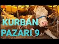 Kurban pazarı -9 | 2020 Kurban Fiyatları | KURBAN ÇADIRLARI | İstanbul Sokakları TV