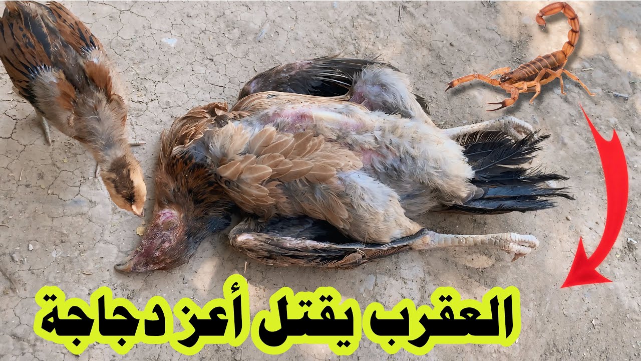 أحذر من العقارب في تربية الدجاج والطيور وداعاً أعز دجاجة بسبب لدغة عقرب 🦂