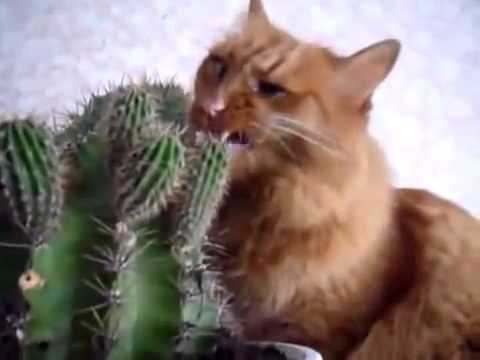 サボテンが大好きな猫 A Cactus Love Cat Funny Animal Youtube