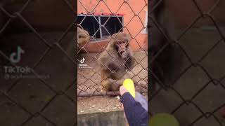 Monkey gets pissed and destroys banana