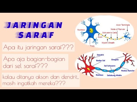 Video: Antara berikut yang manakah bukan neuroglia bagi cns?