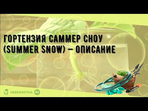 Видео: Почему не цветет растение Snow In Summer: как ухаживать за не цветущим растением Snow In Summer